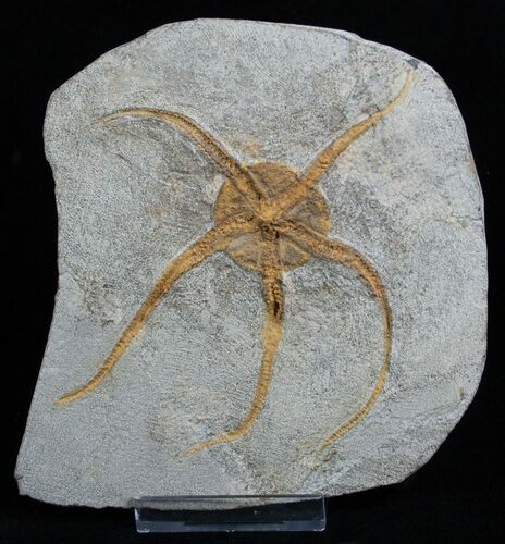 Large Starfish/Brittle Star Fossil From Morocco #1938